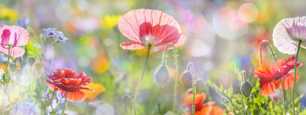 Bezoek mijn tuin Bezoekmijntuin